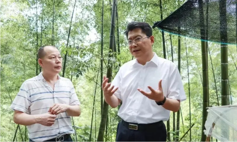 Liu Shuo, secretaris van het gemeentelijk partijcomité van Pingxiang, inspecteert de plantbasis van Anoectochilus