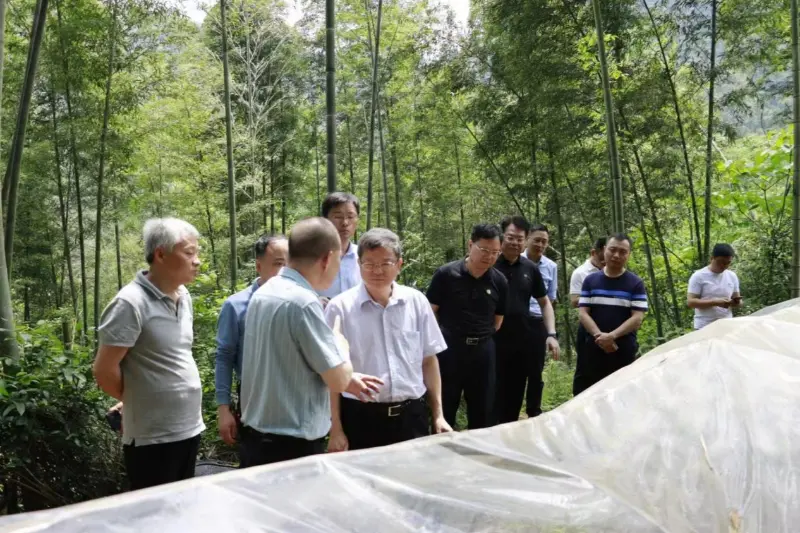 Liu Shuren, directeur van de afdeling Ontwikkeling en Hervorming van de National Forestry and Grassland Administration, onderzoekt de plantbasis van Anxin Shibawan Anoectochilus