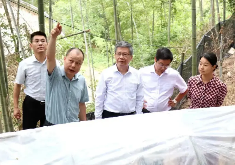 Liu Hongning, decaan van het Advanced Research Institute van de Jiangxi Universiteit voor Traditionele Chinese Geneeskunde en voormalig partijsecretaris van de universiteit, leidt de provinciale deskundigengroep voor uitgebreide hervorming van de traditionele Chinese geneeskunde in Jiangxi om onderzoek te doen op onze Anoectochilus-basis Liu Hongning, decaan van het Advanced Research Institute van de Jiangxi Universiteit voor Traditionele Chinese Geneeskunde en voormalig partijsecretaris van de universiteit, leidt de provinciale deskundigengroep voor uitgebreide hervorming van de traditionele Chinese geneeskunde in Jiangxi om onderzoek te doen op onze Anoectochilus-basis