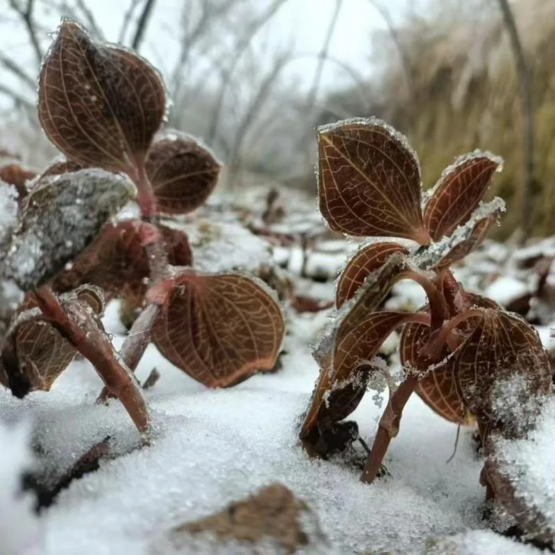 Biologisch geteelde premium gedroogde Anoectochilus Roxburghii